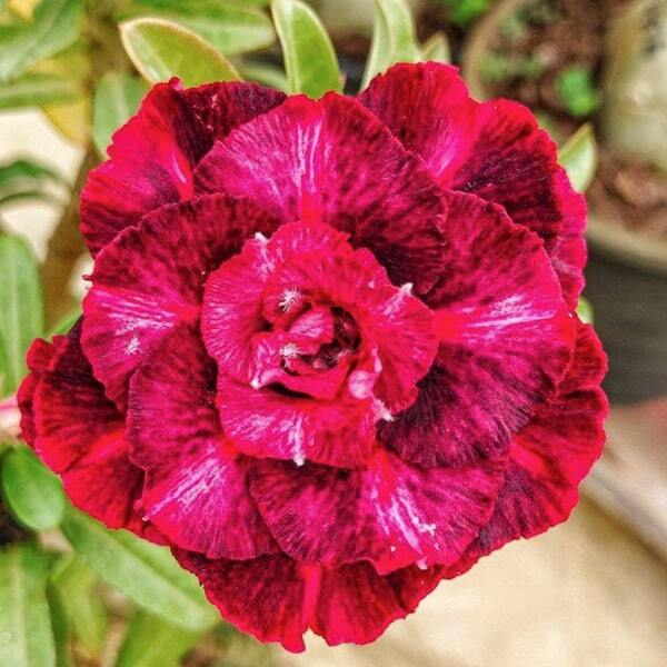 Adenium obesum PINK CROWN