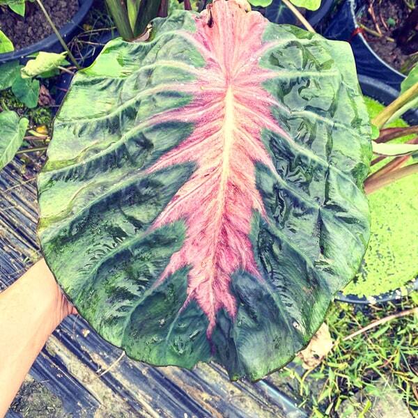 Colocasia PINK HORIZON