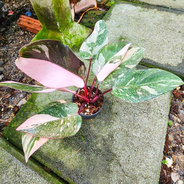 Philodendron PINK PRINCESS GALAXY
