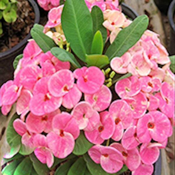 Euphorbia Milii PINK PURPLE