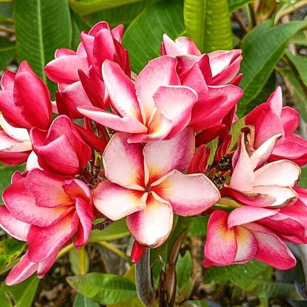 Plumeria RAINBOW PINK