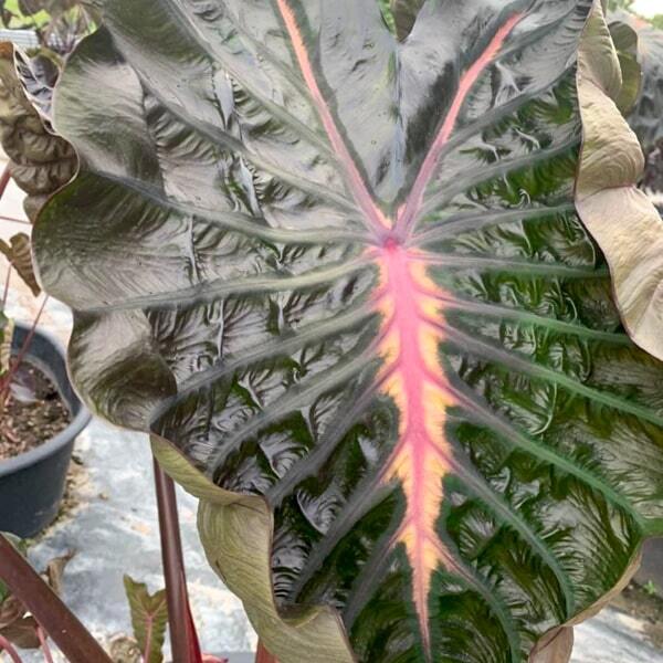 Colocasia PINKY HEART