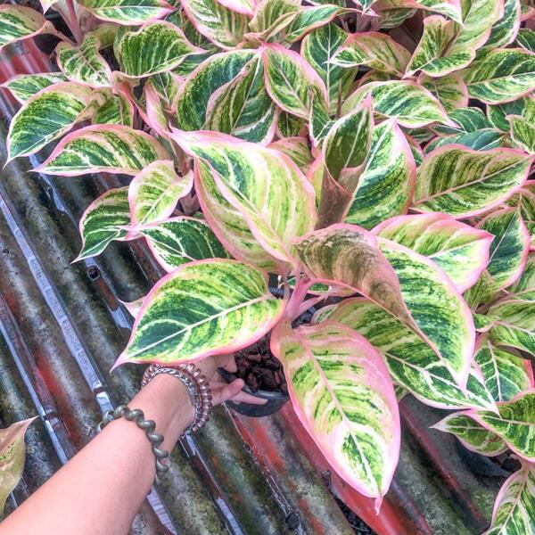 Aglaonema PINKY PIE