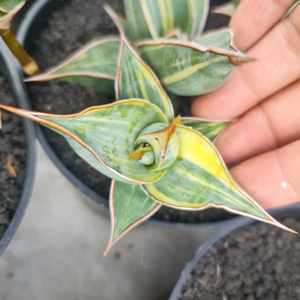 Sansevieria PINGUICULA VAR
