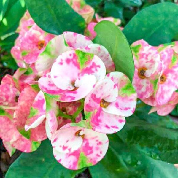 Euphorbia Milii PON YINGYAI