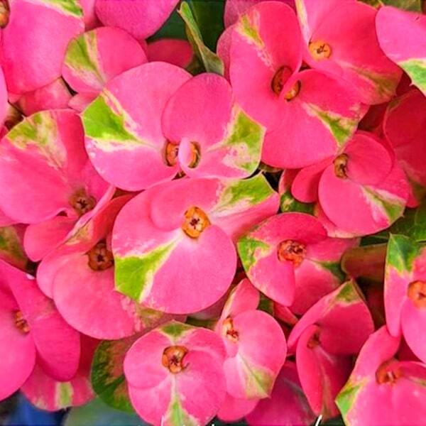 Euphorbia Milii PON CHANOK