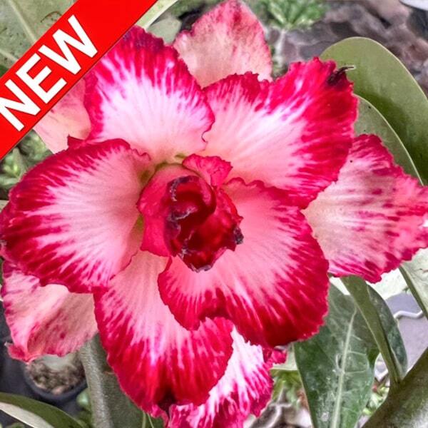 Adenium obesum PON TEWA