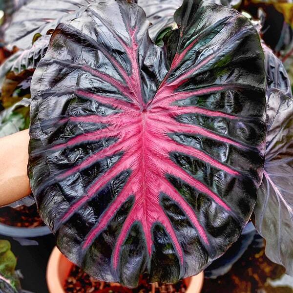 Colocasia POSEIDON