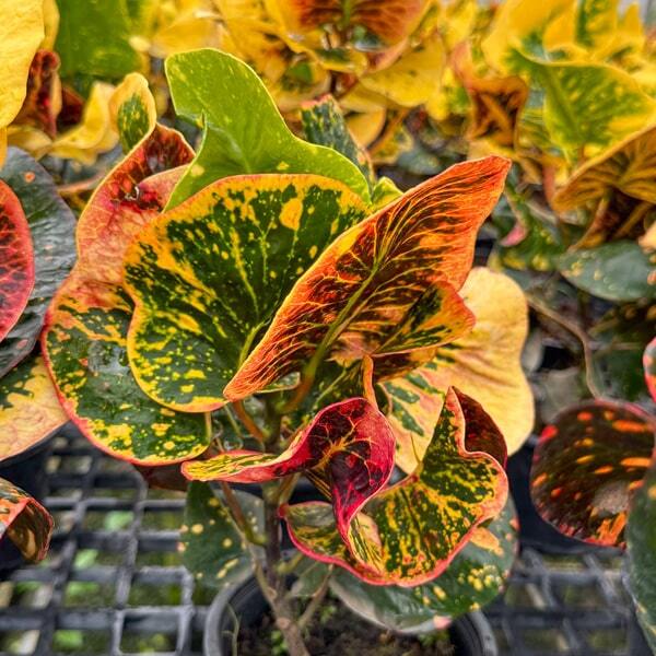 Croton MORNING STAR Ð PRAGAI DAO