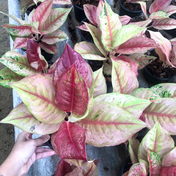Aglaonema PRAGAI PHET