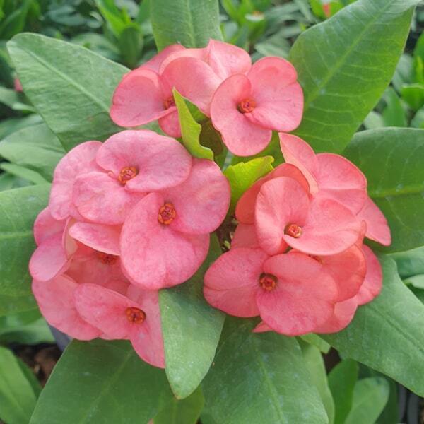 Euphorbia Milii PREW PANNARAI