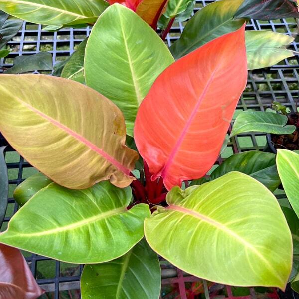 Philodendron PRINCE OF ORANGE
