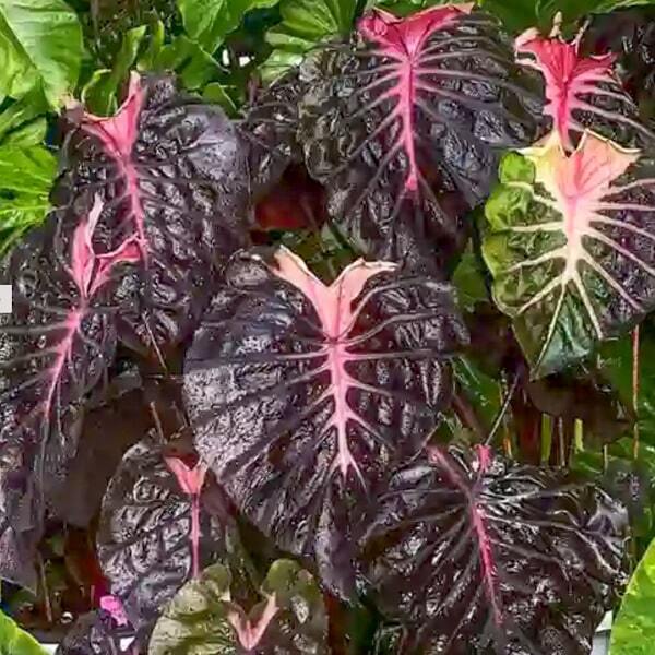 Colocasia PSYLOCKE
