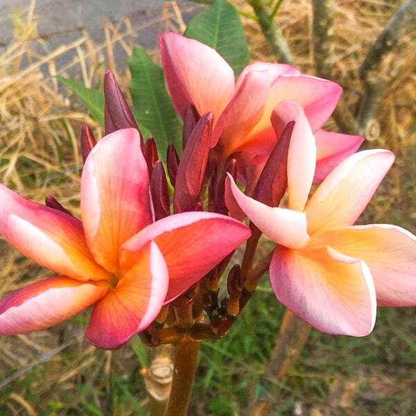 Plumeria TOFFY