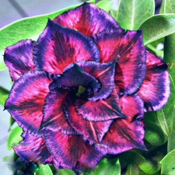 Adenium obesum PURPLE WIND
