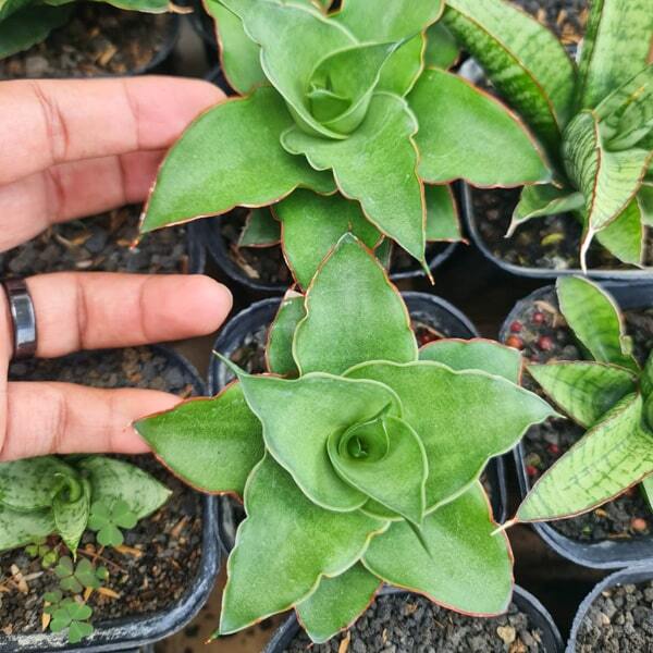 Sansevieria PUYEK