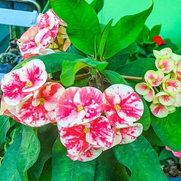 Euphorbia Milii QUEEN MILLIONAIRE