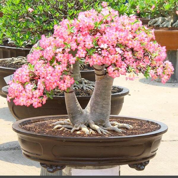 Adenium arabicum RACHINI (RCN)
