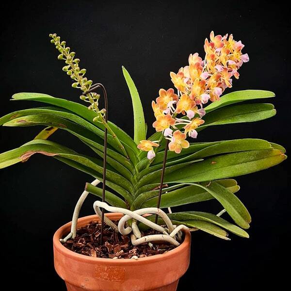 Rhynchorides orchid RHRDS BANGKOK SUNSET