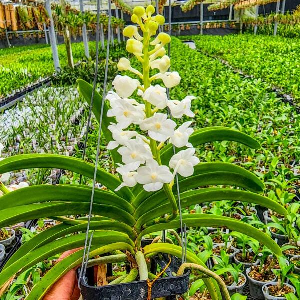 Rhynchostylis orchid RHY COELESTIS ALBA