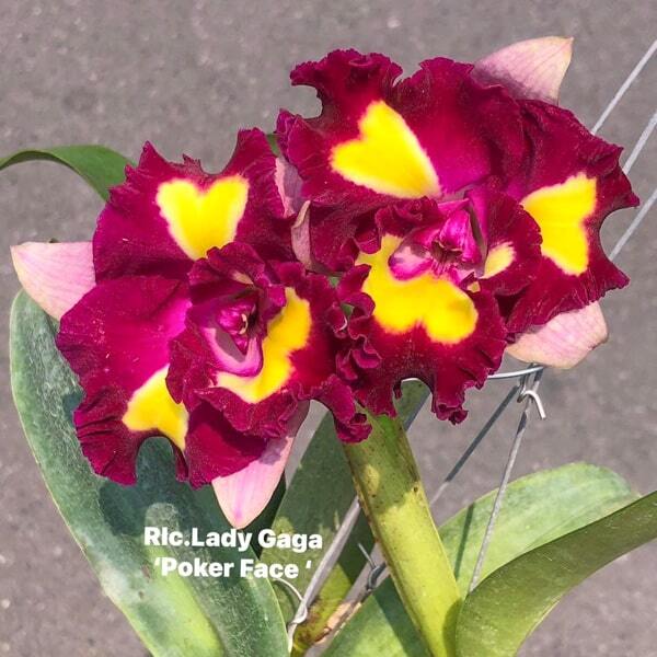 Rhyncholaeliocattleya orchid RLC. LADY GAGA 'POCKER FACE'