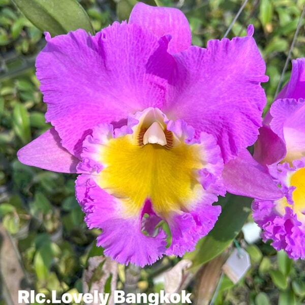 Rhyncholaeliocattleya orchid RLC. LOVELY BANGKOK