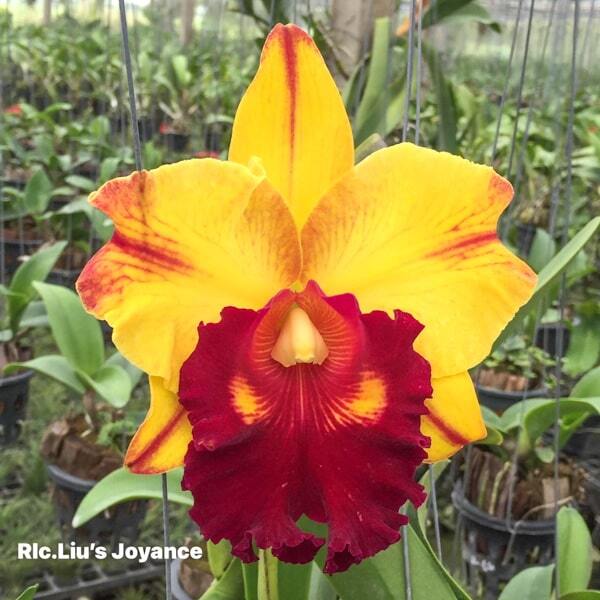 Rhyncholaeliocattleya orchid RLC. LUIS JOYANCE