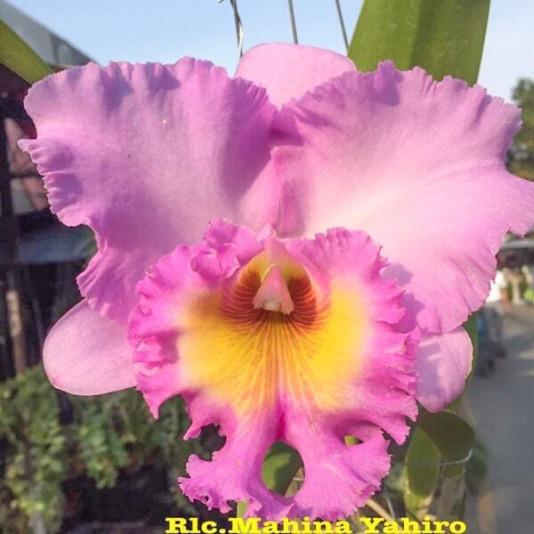 Rhyncholaeliocattleya orchid RLC. MAHINA YAHIRO