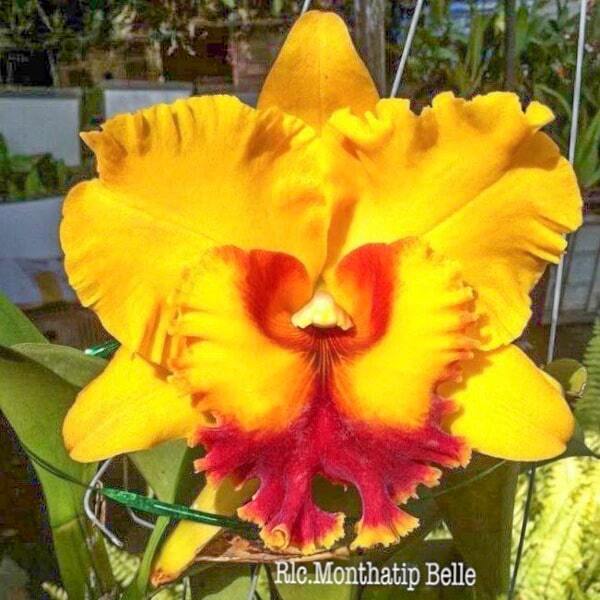 Rhyncholaeliocattleya orchid RLC. MONTHATIP BELLE