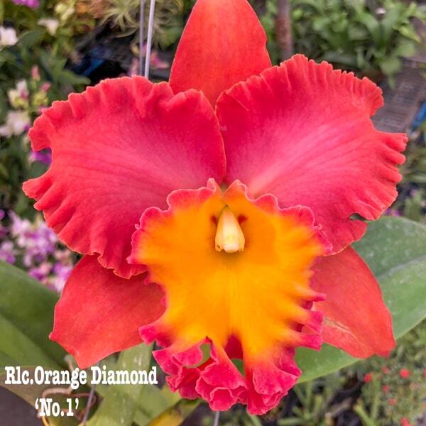 Rhyncholaeliocattleya orchid RLC. ORANGE DIAMOND '#1'