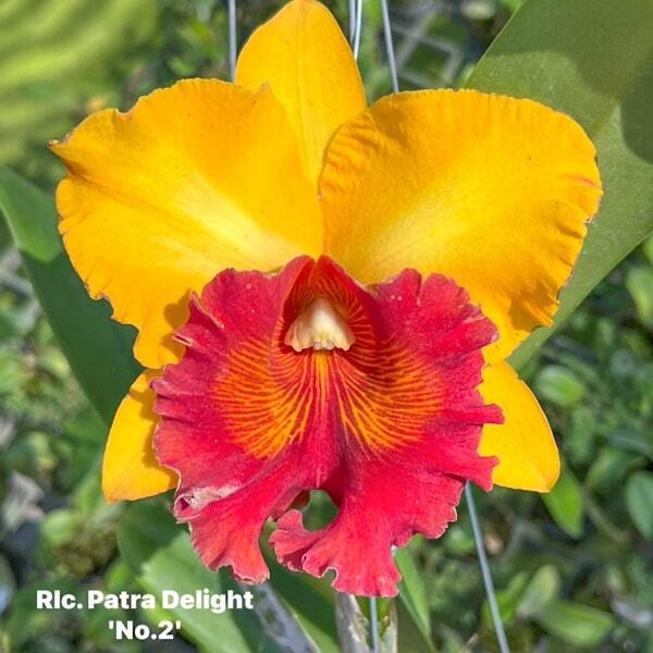 Rhyncholaeliocattleya orchid RLC. PATRA DELIGHT '#2'
