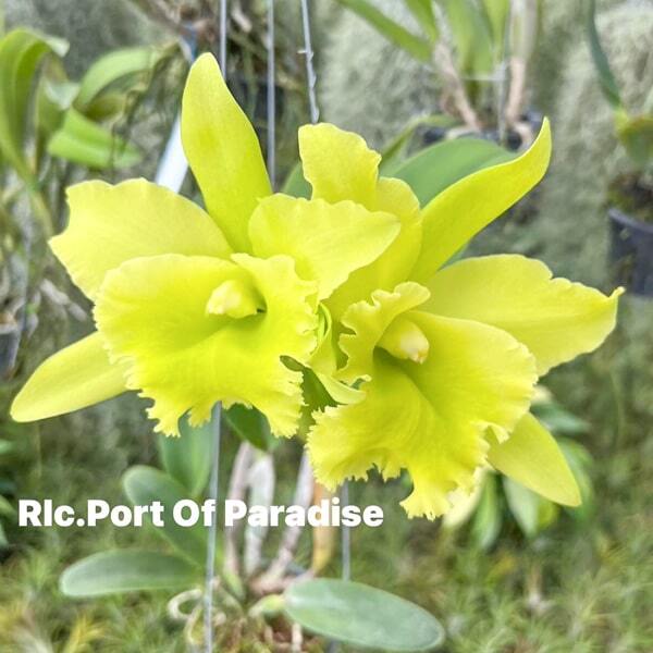 Rhyncholaeliocattleya orchid RLC. PORT OF PARADISE