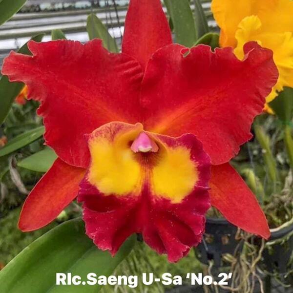 Rhyncholaeliocattleya orchid RLC. SAENG U-SA #2