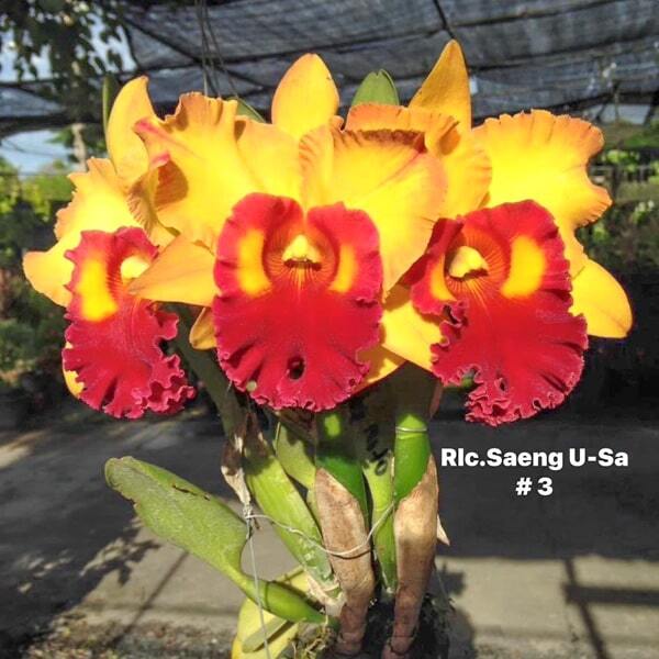 Rhyncholaeliocattleya orchid RLC. SAENG U-SA #3