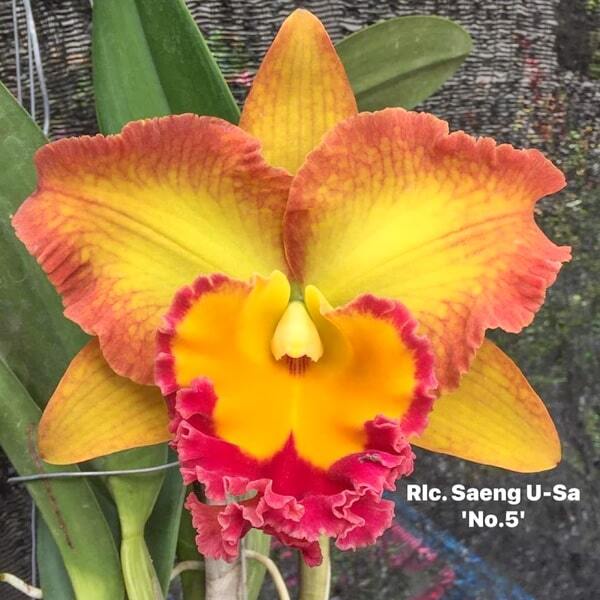 Rhyncholaeliocattleya orchid RLC. SAENG U-SA #5