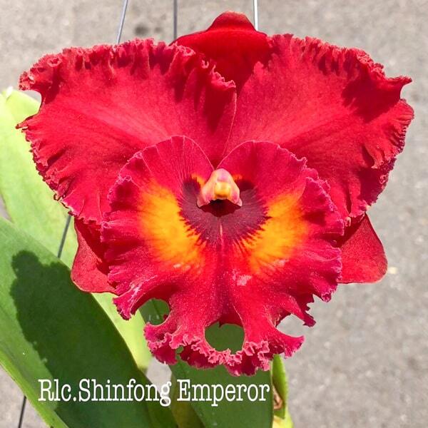 Rhyncholaeliocattleya orchid RLC. SHINFONG EMPEROR
