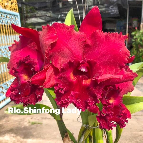 Rhyncholaeliocattleya orchid RLC. SHINFONG LADY