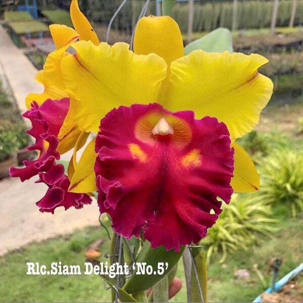 Rhyncholaeliocattleya orchid RLC. SIAM DELIGHT '#5'