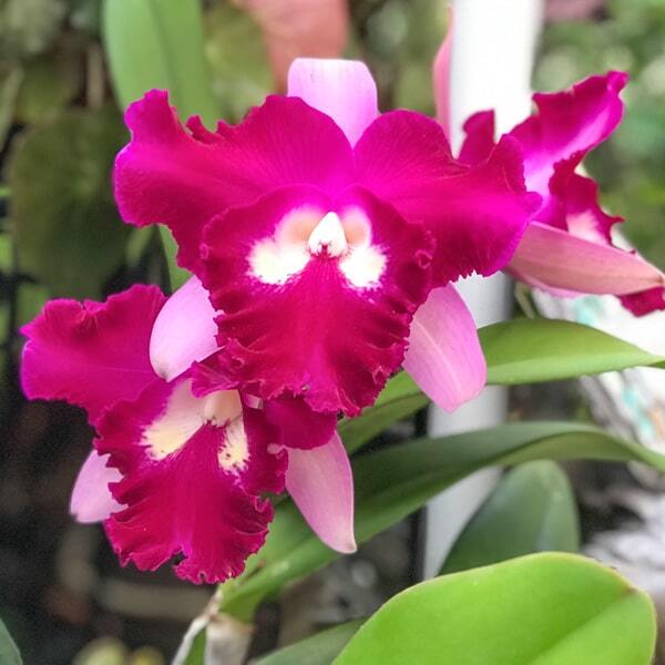 Rhyncholaeliocattleya orchid RLC. SNGOB DELIGHT