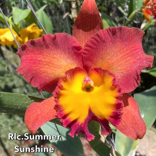 Rhyncholaeliocattleya orchid RLC. SUMMER SUNSHINE
