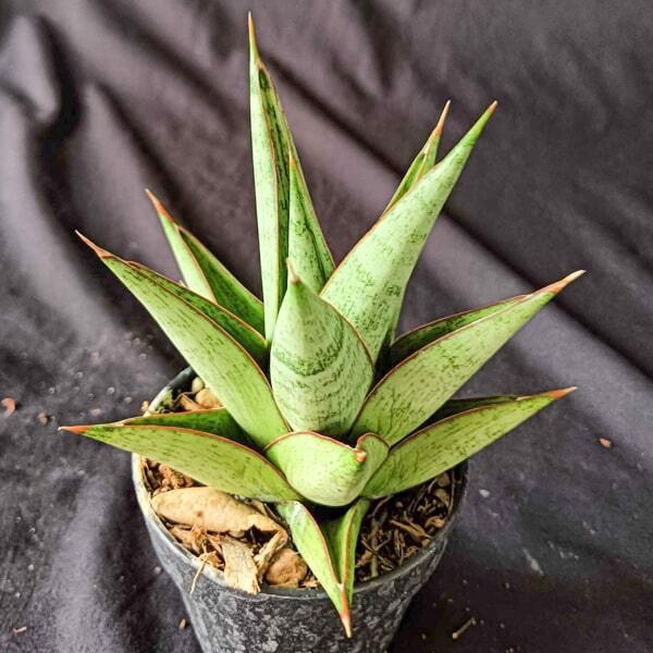 Sansevieria ROCKMAN