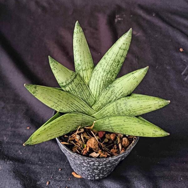 Sansevieria ROCKIE
