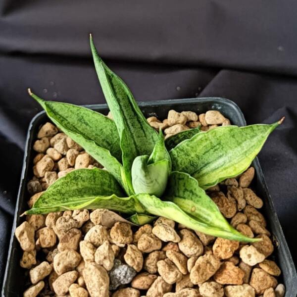 Sansevieria ROCKIE VAR