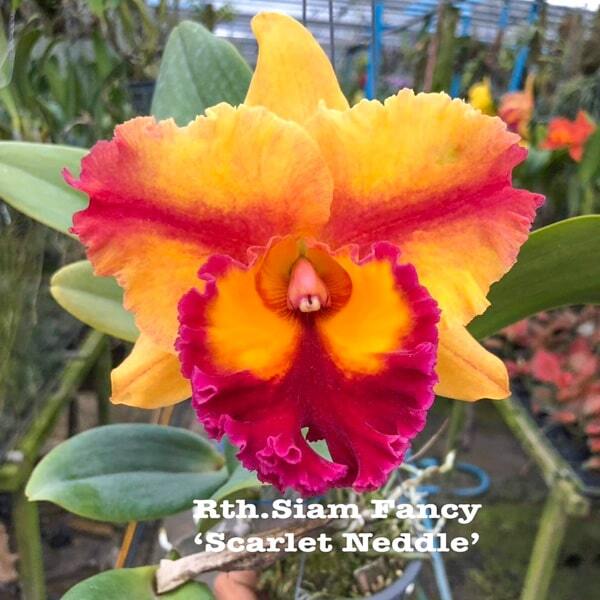 Rhyncattleanthe orchid RTH. SIAM FANCY SCARLET NEDDLE