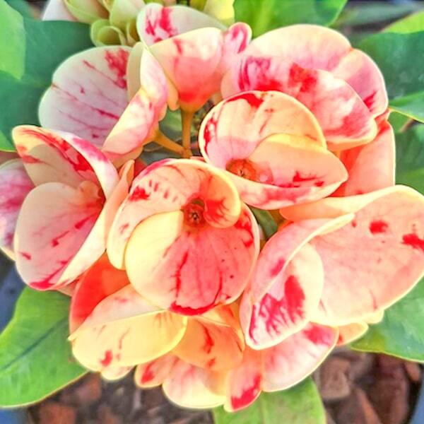 Euphorbia Milii RAB NGERN RAB THONG