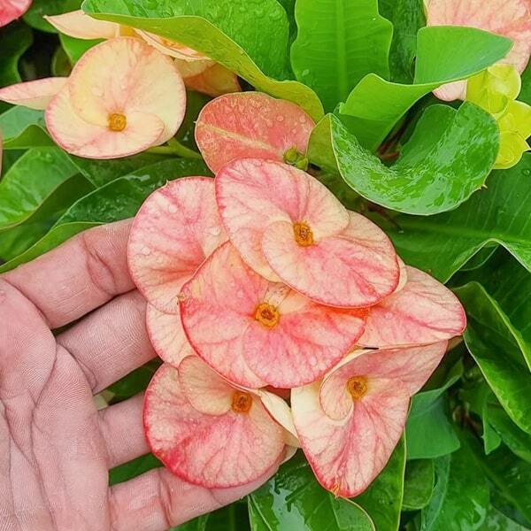 Euphorbia Milii RATTANA CHOTE