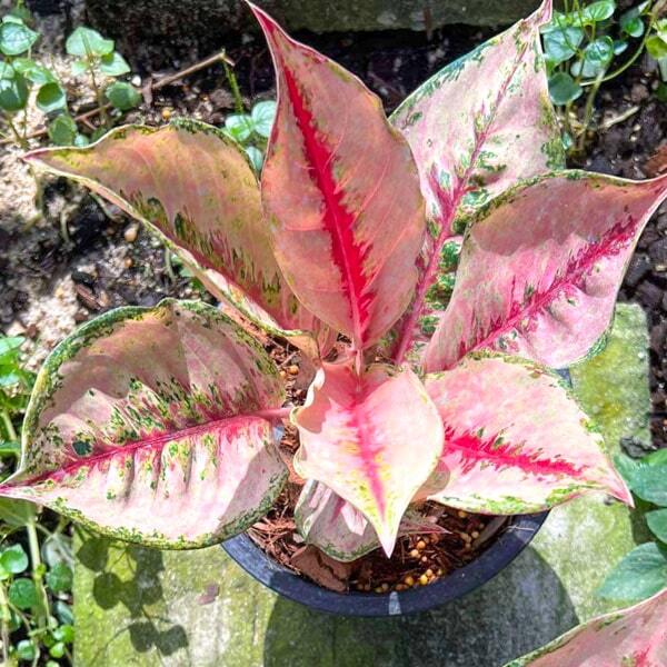 Aglaonema RED ARROWS