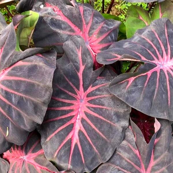 Colocasia RED DEVIL