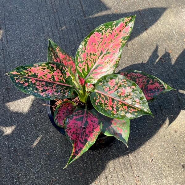 Aglaonema KAMKOON RED