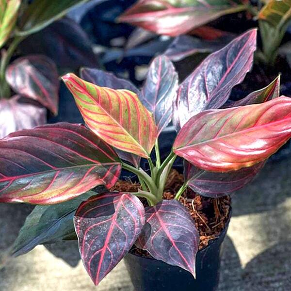 Aglaonema RED VEIN